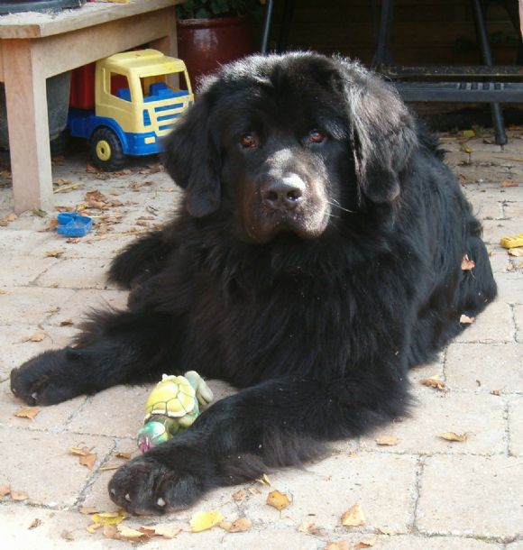 R Lucky Donegal vom Burgseeli (13-10-2006)